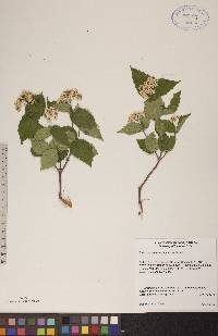 Viburnum rafinesqueanum image