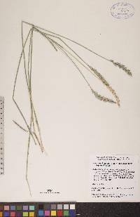 Elymus trachycaulus subsp. trachycaulus image