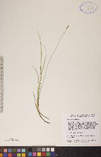 Carex siccata image