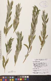 Salix petiolaris image