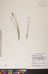 Sisyrinchium montanum image