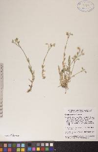 Cerastium arvense image