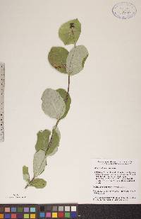 Lonicera dioica image