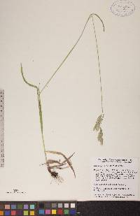 Bromus porteri image