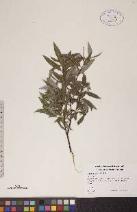 Salix petiolaris image