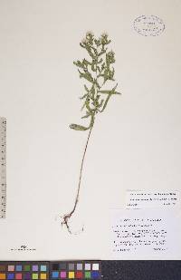 Solidago ptarmicoides image