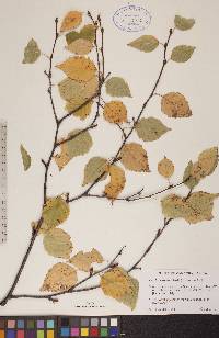 Corylus cornuta image