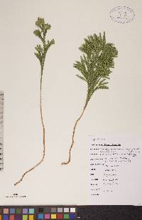 Dendrolycopodium hickeyi image