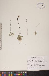 Primula egaliksensis image