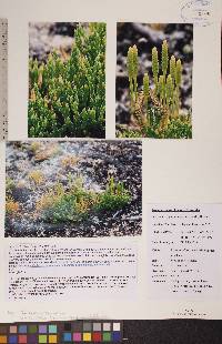 Diphasiastrum alpinum image