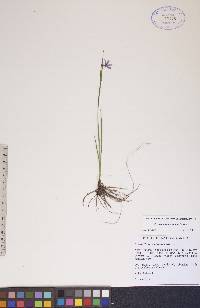 Sisyrinchium montanum image