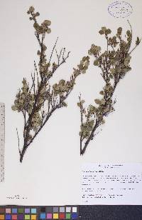 Betula glandulosa image