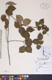 Viburnum rafinesqueanum image