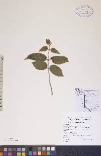 Viburnum rafinesqueanum image