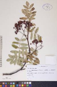 Sorbus decora image