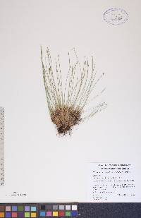 Trichophorum cespitosum image