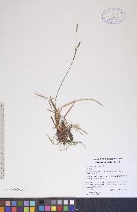 Carex vaginata image