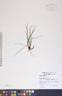 Carex scirpoidea image