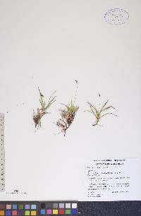 Carex concinna image