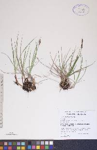 Carex scirpoidea image