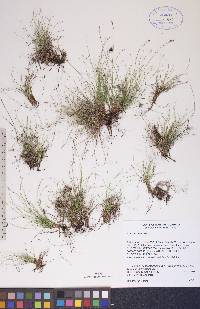 Carex eburnea image