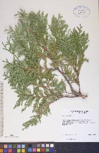 Thuja occidentalis image