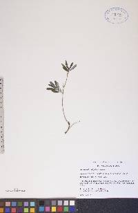 Andromeda polifolia image