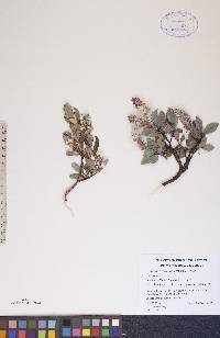 Salix arctophila image