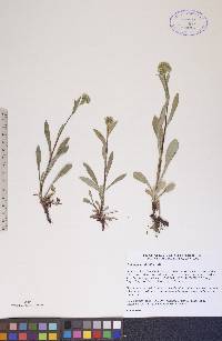 Solidago multiradiata image