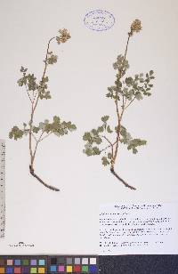 Thalictrum venulosum image