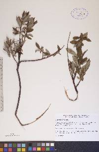 Salix planifolia image