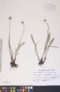 Antennaria pulcherrima subsp. pulcherrima image