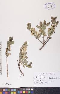 Salix myrtillifolia image