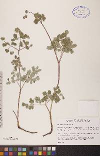 Thalictrum venulosum image