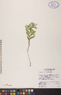 Lithospermum canescens image