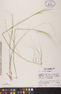 Hesperostipa spartea image