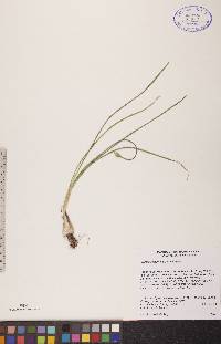 Allium stellatum image