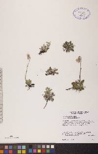 Antennaria howellii subsp. neodioica image