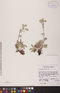 Potentilla gracilis image