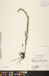 Artemisia campestris subsp. caudata image