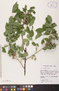 Rosa acicularis image