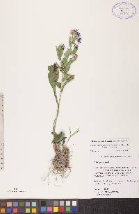 Symphyotrichum puniceum var. puniceum image