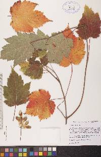 Acer spicatum image