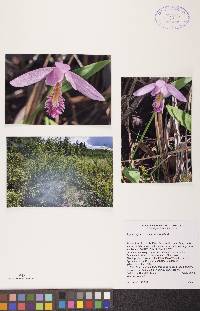 Pogonia ophioglossoides image