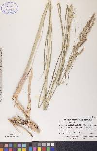 Spartina pectinata image