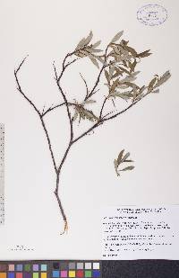 Salix arbusculoides image