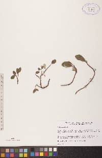 Salix reticulata image