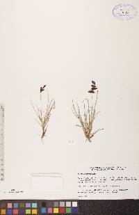 Carex atrofusca image