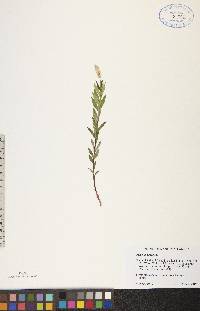 Polygala senega image