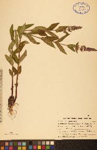 Stachys pilosa var. pilosa image